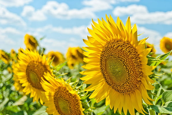 Sunflowers in a Field Absorbing Energy from the Sun.