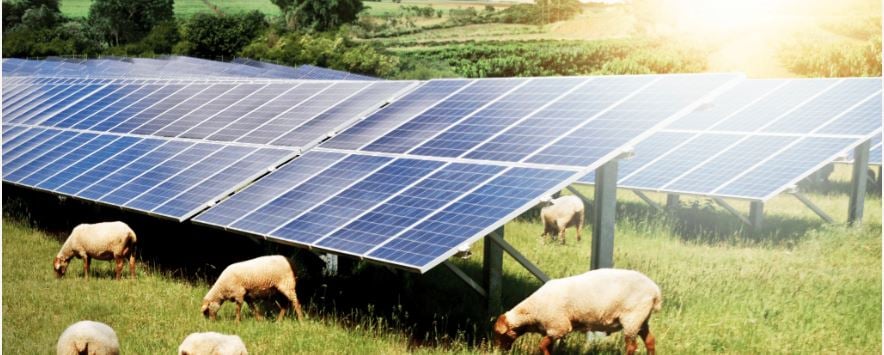 Sheep Grazing on an Agrivoltaic Solar Farm