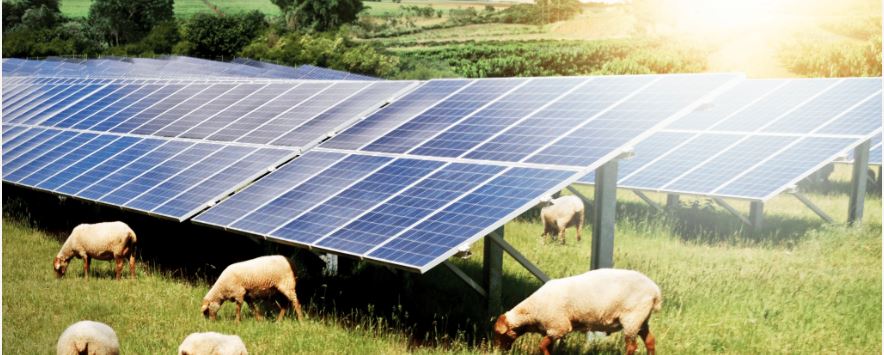 Sheep grazing in front of a PureSky Energy solar farm.