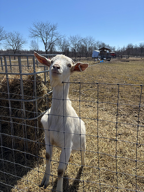 Grazing Animals at Grand Island New York