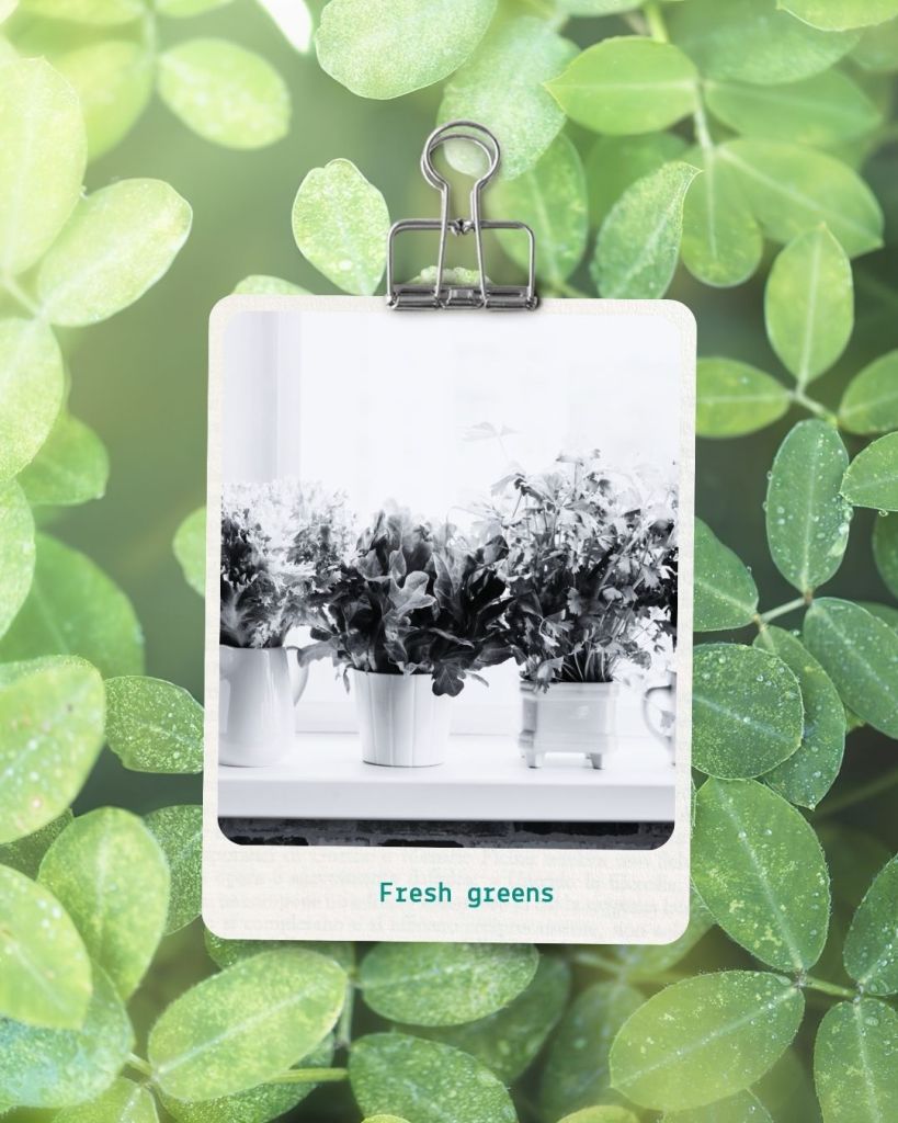 Herbs and Gardening for Mother's Day