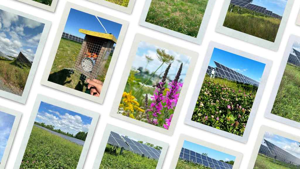 Can Solar Support Pollinators?