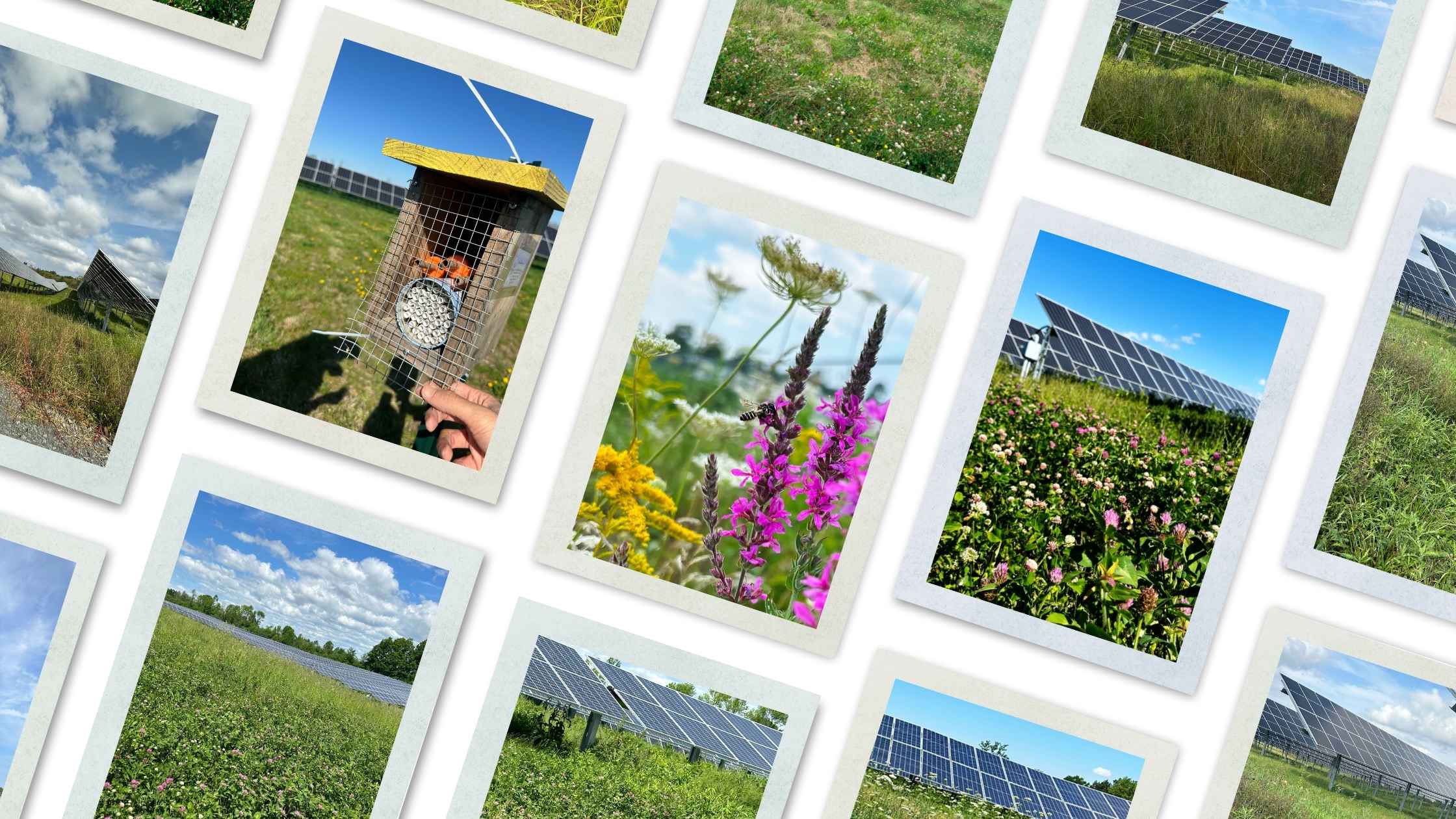 How Solar Supports Pollinator Friendly Habitats