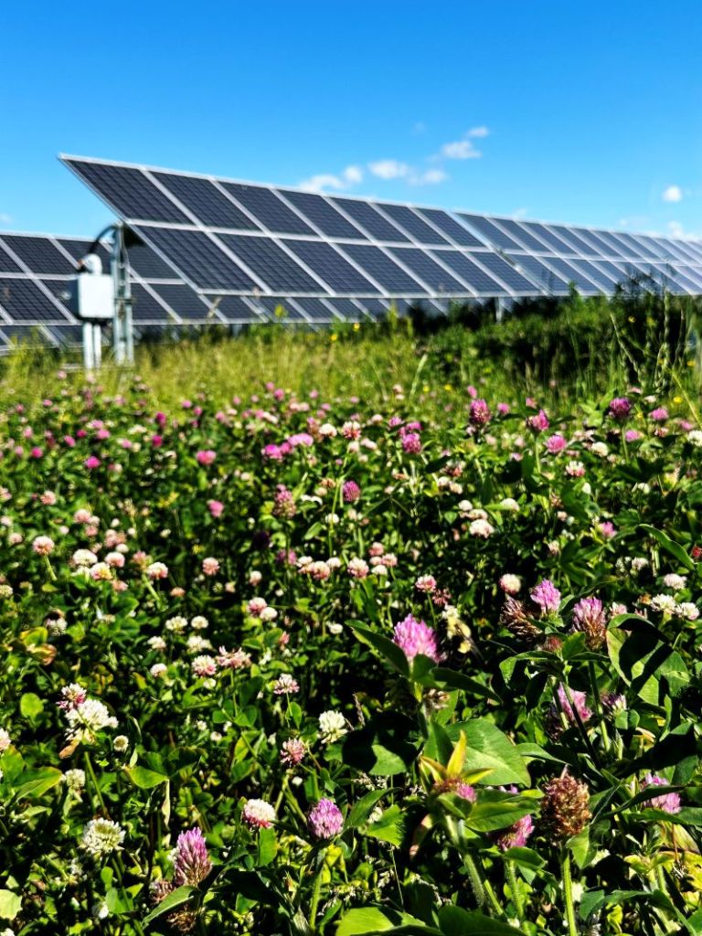 Blooming Meadow at Solar Farm